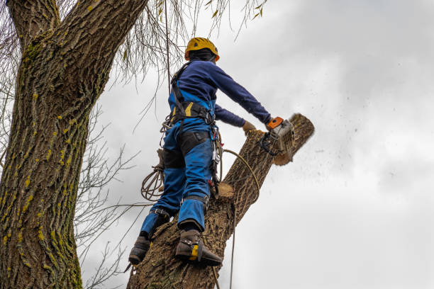 Best Commercial Tree Services  in Jefferson, NC